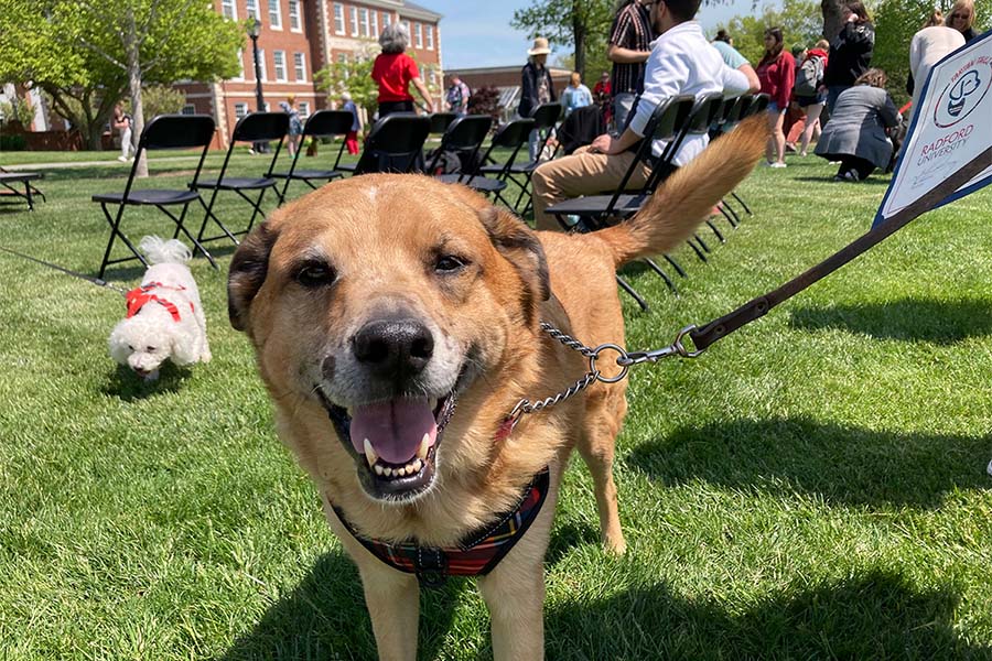 Seven year old Harper was one of three dogs that, on April 23, graduated from the extended training courses required to join the 