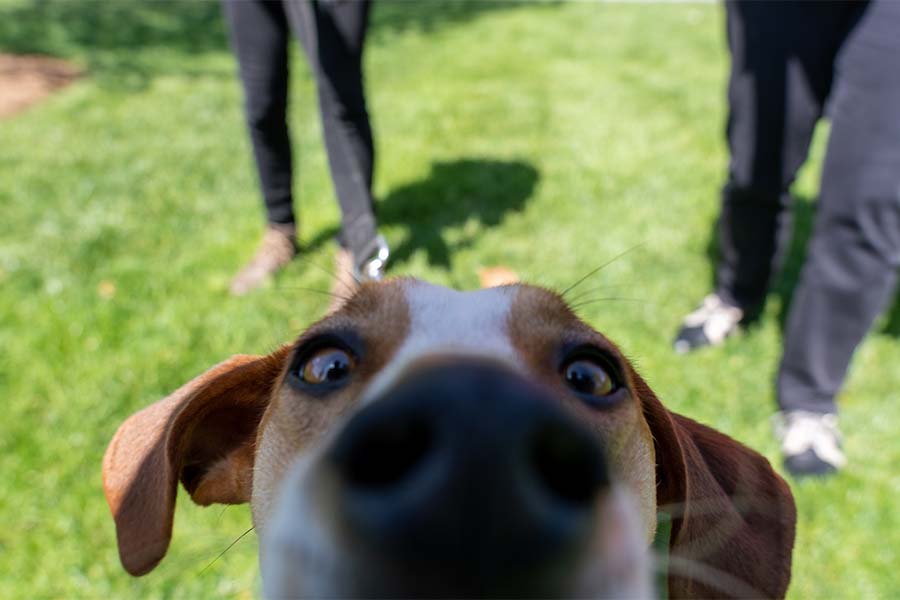 An animal therapy dog looks closely into the camera